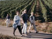 Weinberge